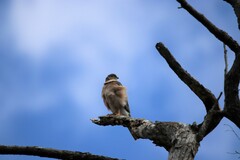 Accipiter cirrocephalus