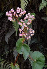 Begonia bracteosa