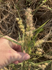 Cenchrus spinifex