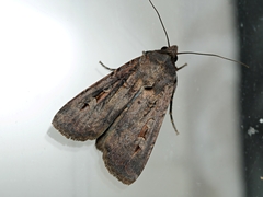 Agrotis infusa