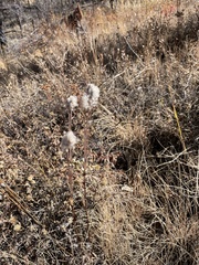 Anemone cylindrica