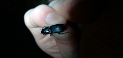 Pterostichus melanarius