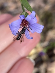 Lasioglossum fuscipenne
