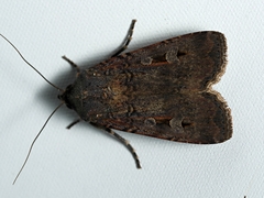 Agrotis infusa
