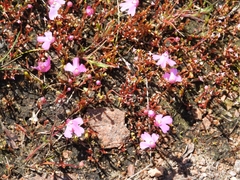Utricularia multifida