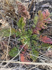 Geum triflorum