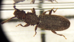 Oryzaephilus surinamensis