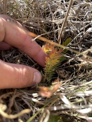 Geum triflorum