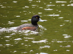 Aythya novaeseelandiae
