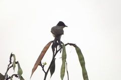 Tyrannus savana