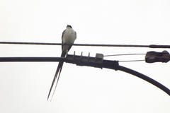 Tyrannus savana