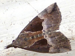 Hypena bijugalis