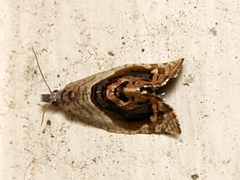 Acroceuthes metaxanthana
