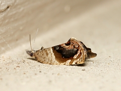 Acroceuthes metaxanthana