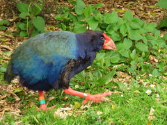 Porphyrio hochstetteri