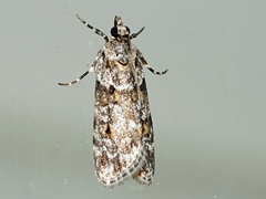 Scoparia chiasta