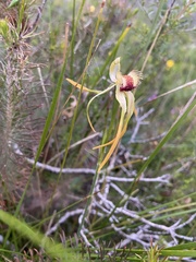 Caladenia longiclavata