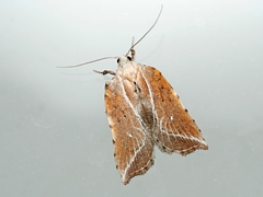 Arachnographa micrastrella