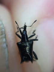 Scolopterus penicillatus