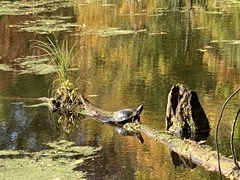 Trachemys scripta elegans