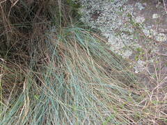 Festuca actae