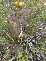Caladenia longiclavata