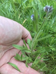 Myosotis discolor