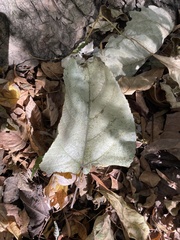 Populus heterophylla