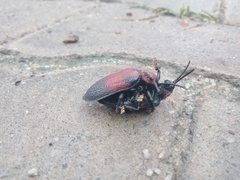 Coraliomela aeneoplagiata