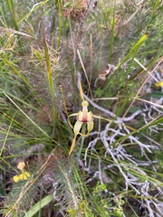 Caladenia longiclavata