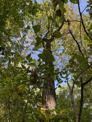 Populus heterophylla