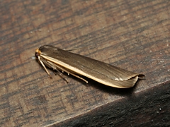 Palaeosia bicosta