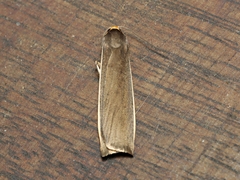 Palaeosia bicosta