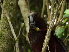 Nestor meridionalis septentrionalis