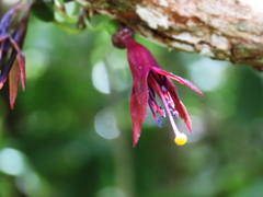 Fuchsia excorticata