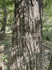 Populus heterophylla
