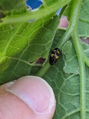 Glischrochilus fasciatus