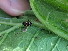 Glischrochilus fasciatus