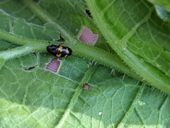 Glischrochilus fasciatus