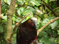 Nestor meridionalis septentrionalis