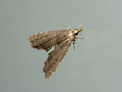 Diplopseustis perieresalis