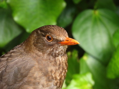 Turdus merula merula