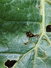 Glischrochilus fasciatus