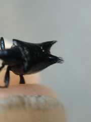 Scolopterus penicillatus