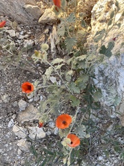 Sphaeralcea ambigua