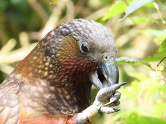 Nestor meridionalis septentrionalis