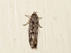 Hofmannophila pseudospretella