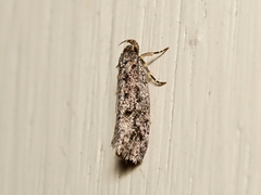 Hofmannophila pseudospretella
