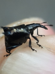 Scolopterus penicillatus