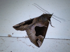Hypena manalis